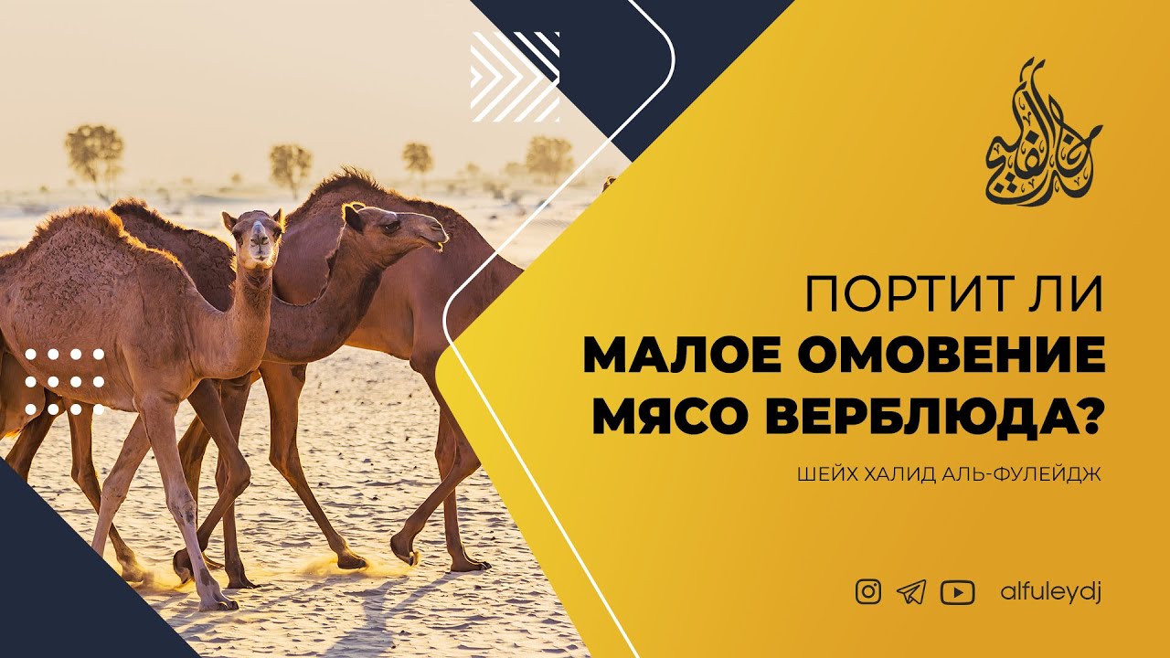 Портит ли малое омовение мясо верблюда? — Шейх Халид аль-Фулейдж