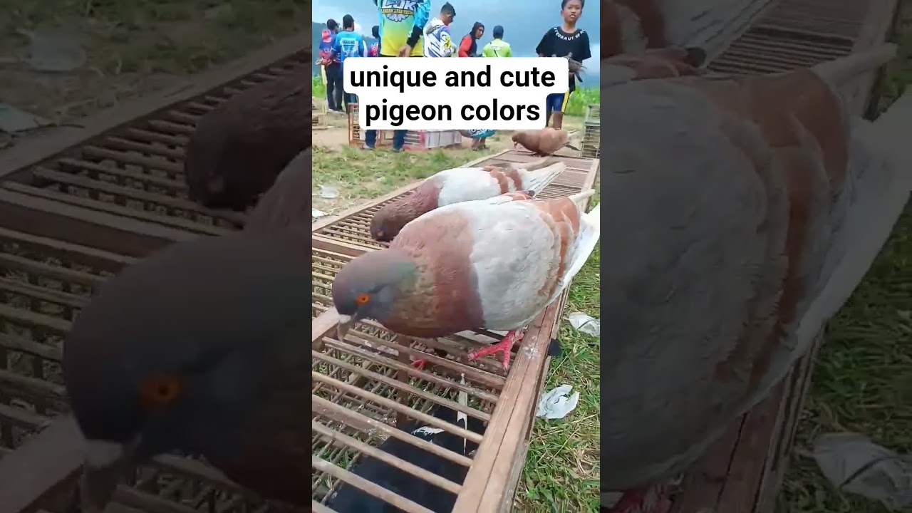 unique and cute pigeon colors #animals #animal #pigeon