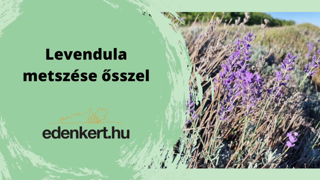 Levendula metsz&eacute;se ősszel