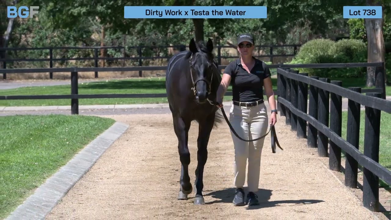 Lot 738 - Dirty Work x Testa The Water filly - 2026 Inglis Premier Yearling Sale 