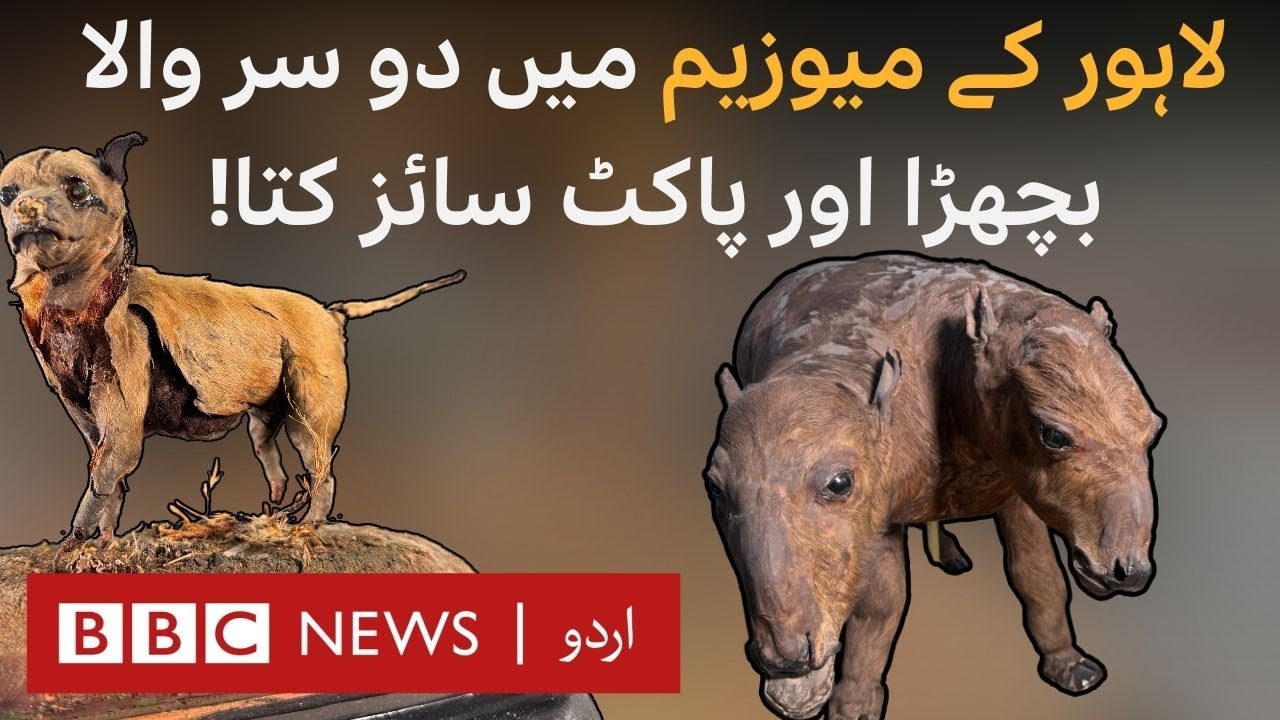 Pocket-Sized Dog and Two-Headed Calf: Exploring Lahore’s Stephenson Natural History Museum- BBC URDU