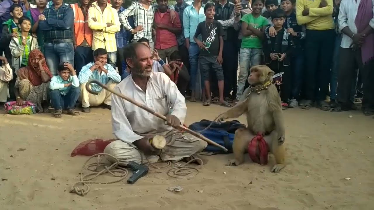 बंदर का खेल || Bandar ka khel || Best Monkey comedy show in pushkar fair #monkey #comedy #show #fair