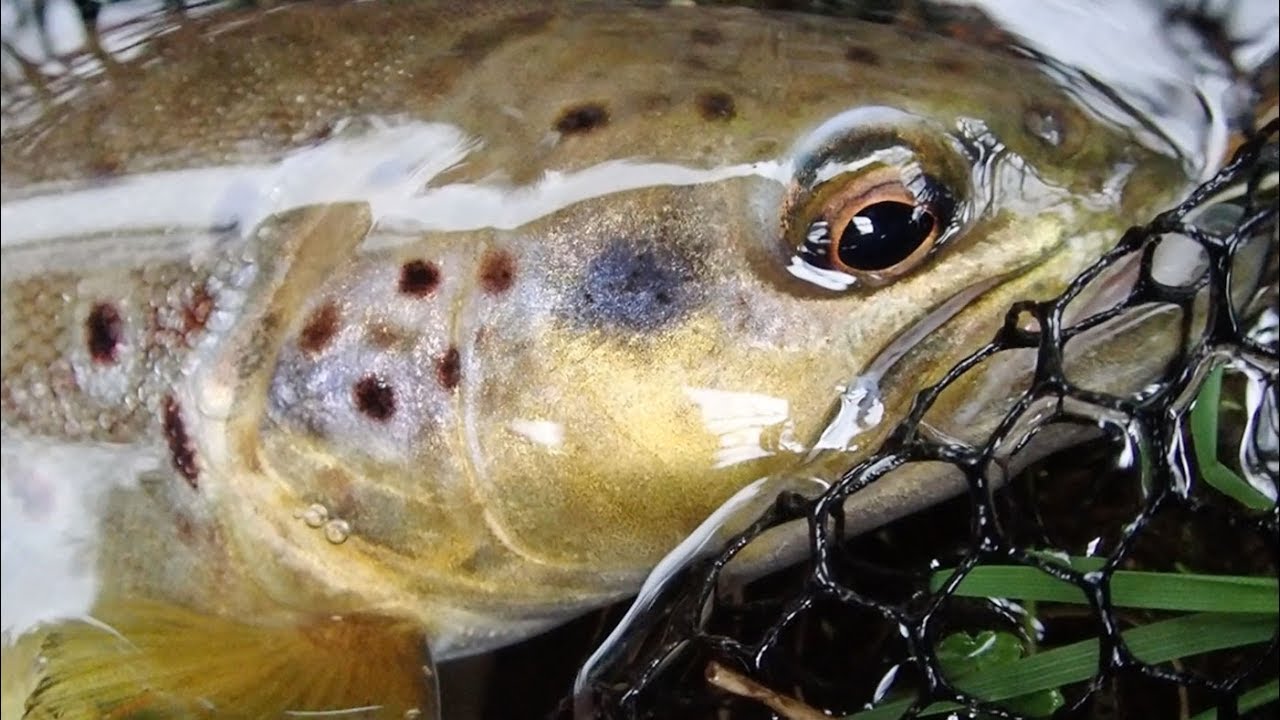 Pêche de la truite aux leurres sur la Cure - Morvan Avril 2018