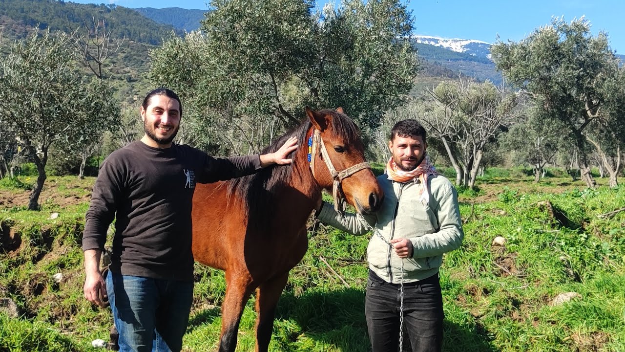  Günlük İşler Serisi Part 4 | Danaları Büyük Dama Geçirdik 🐂🚜