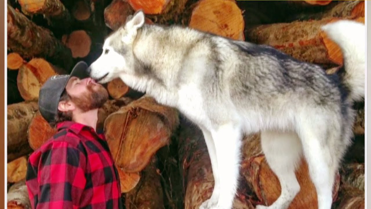 Ins&oacute;lito: &iquest;Te imaginas tener a un lobo de mascota?