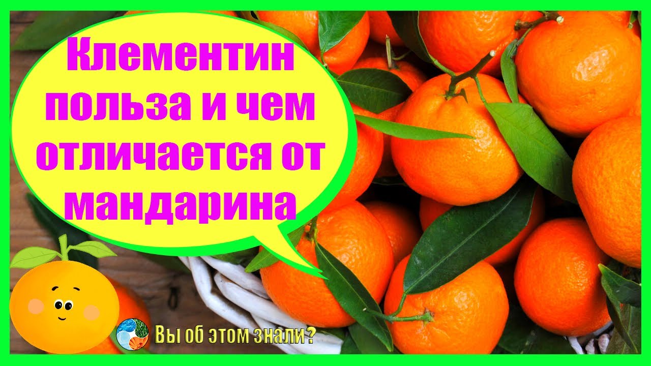 Клементин - польза и чем отличается от мандарина