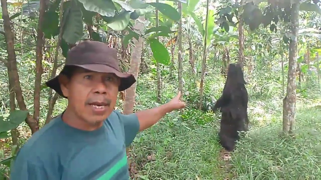 Suku mente di pulang kehutan tempatnya di giring warga 
