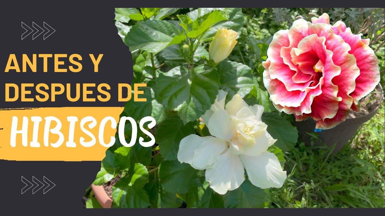 COMO EVITAR LA CAIDA DE BOTONES FLORALES DE TUS PLANTAS DE HIBISCO, ROSA CHINA O CAYENA.