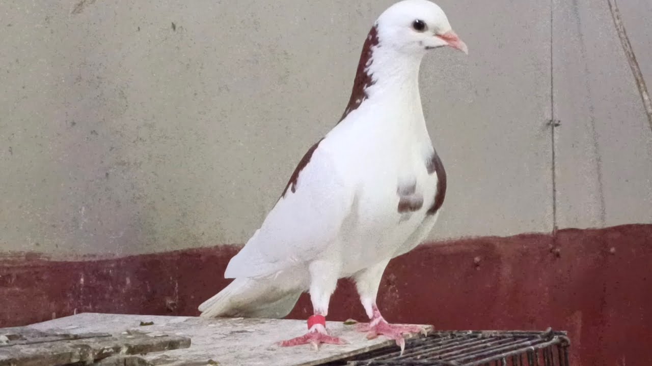 6 CARA MEMULIHKAN STAMINA MERPATI