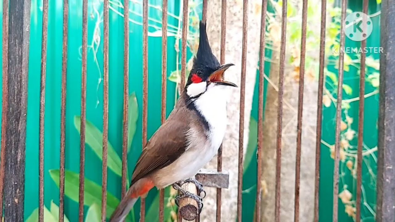 นกกรงหัวจุก จ้าวมารวย#birds #chaomao #animals #bulbulbird #cute #nature #jambul 1