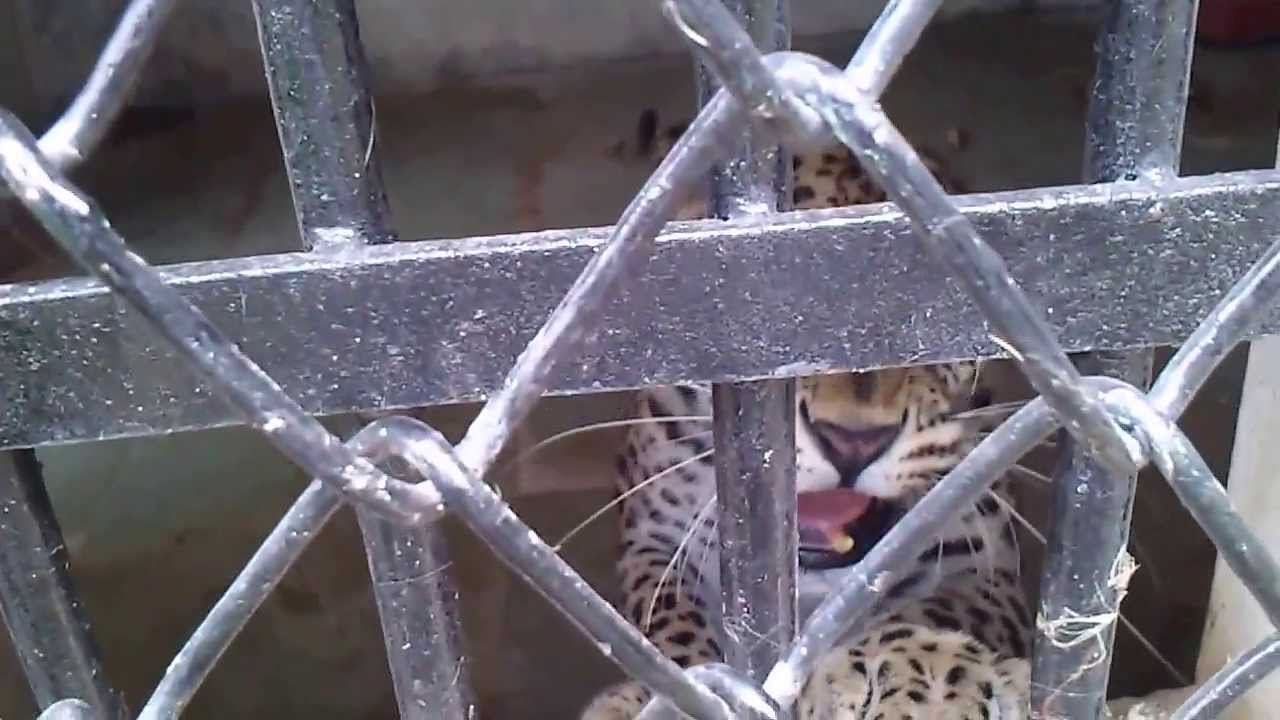 Leopard snarling india gujarat