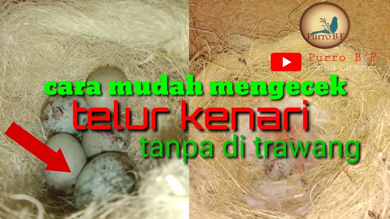 tanpa di terawang pun kita bisa cek telur kenari. cocok buat PEMULA