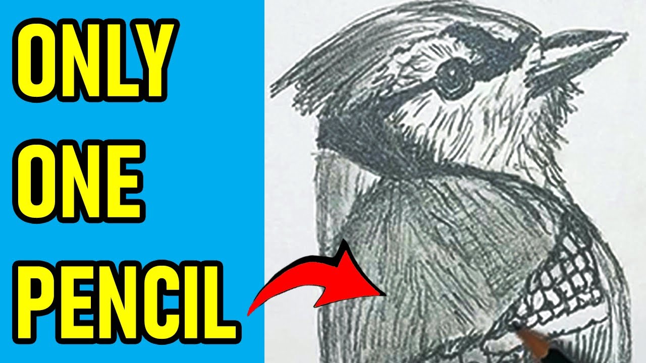 Faber-Castell 9000 2B Pencil: Worth It? | Detailed Blue Jay Drawing Test - ✍️🔵🐦
