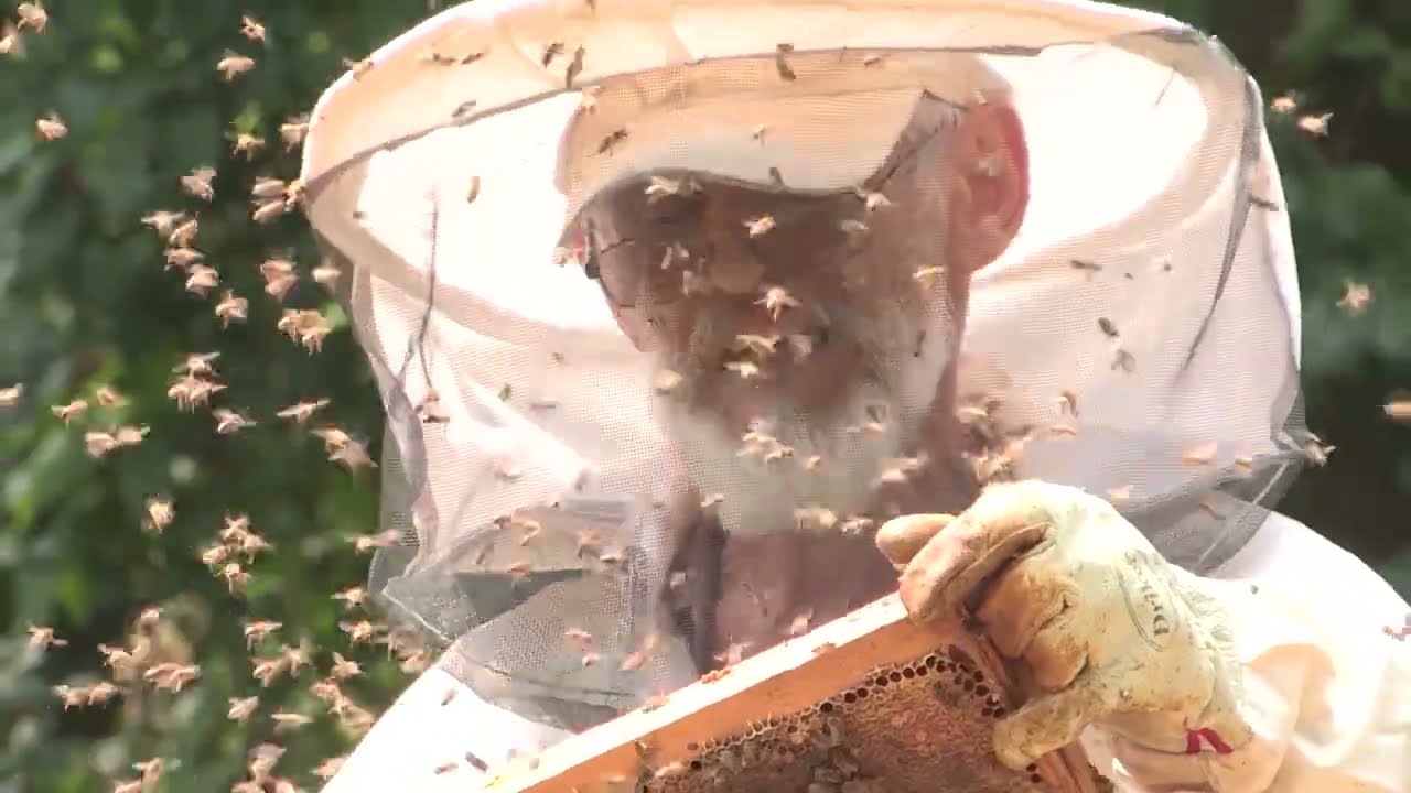 Boja meda ep. 273 30.05.2023. Bagremova paša, Miroslav Milošević, polen,