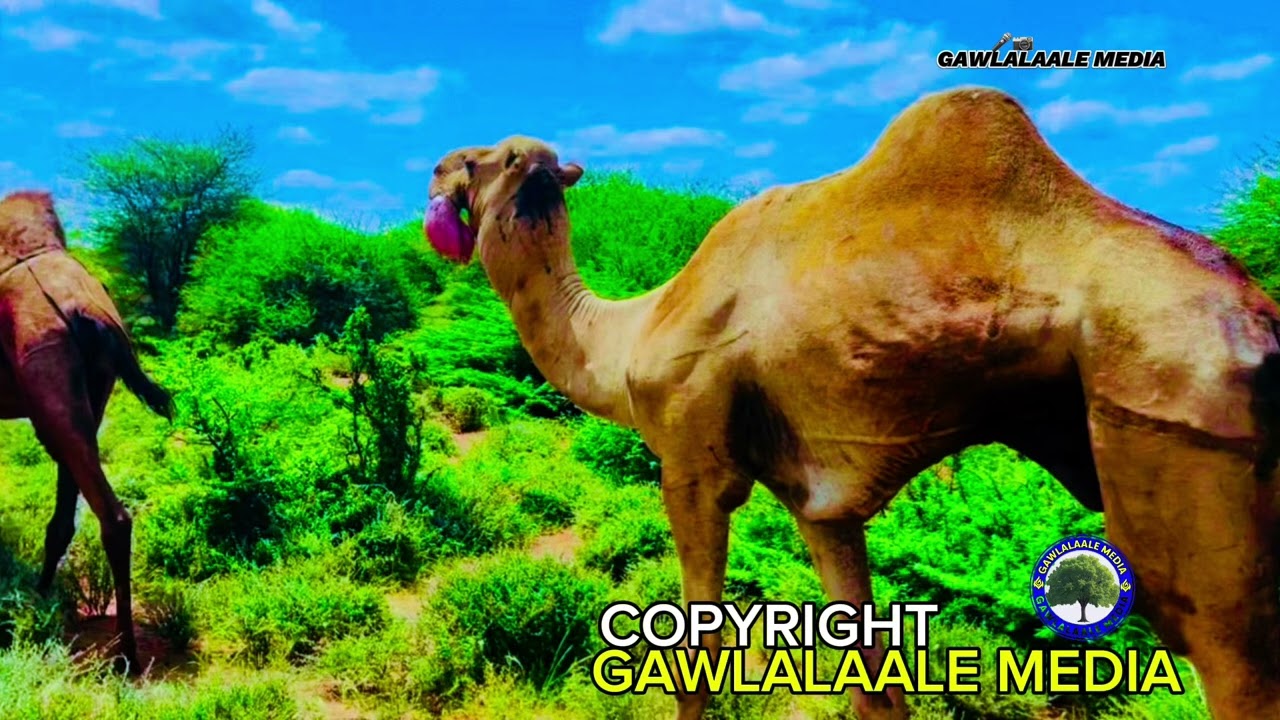 WARSAME JAAMAC YUUSUUF JAANDHEER CAJIIB AH