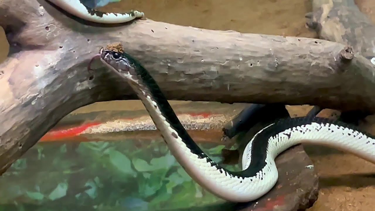 Indochinese spitting cobra