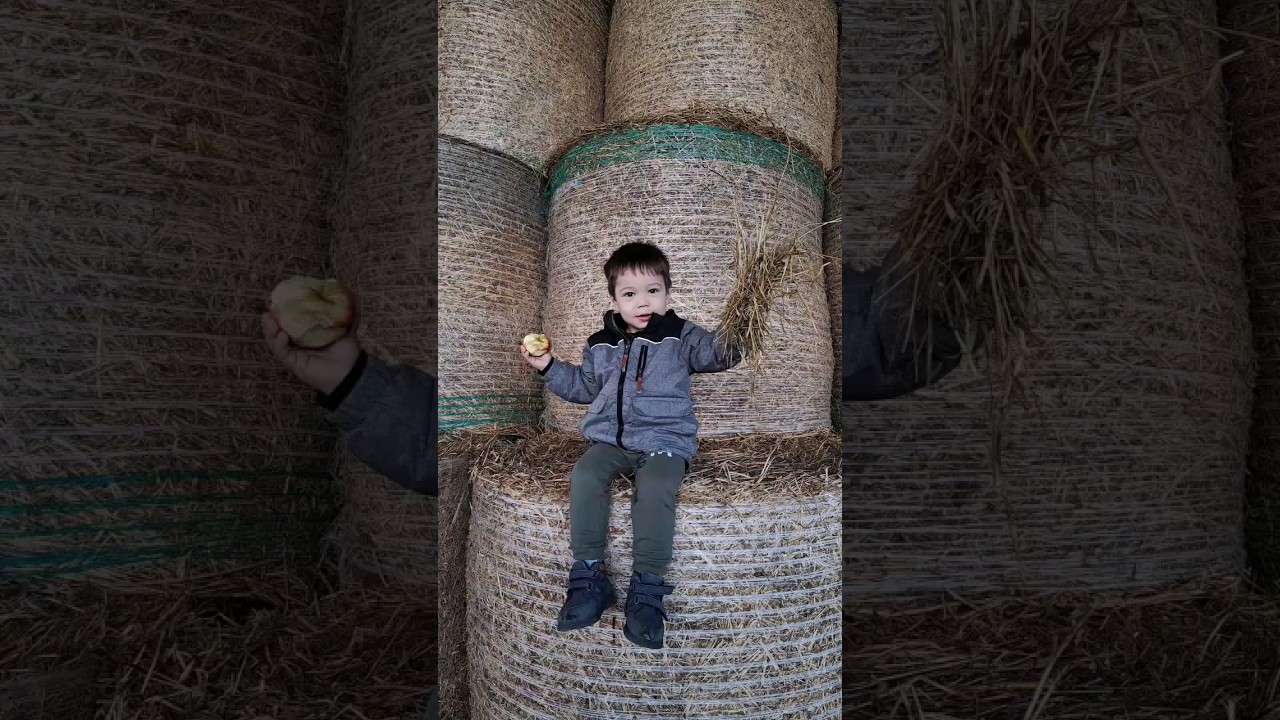 Old McDonald had a farm 🐮🍎 #farm #kidsdiyandplay #visitfarm #cow #apple