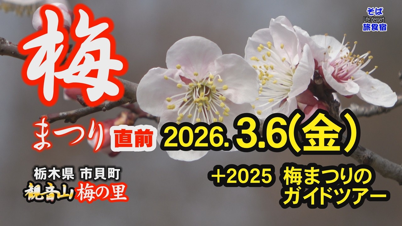 【栃木・梅まつり】直前開花情報 観音山梅の里　栃木県 市貝町