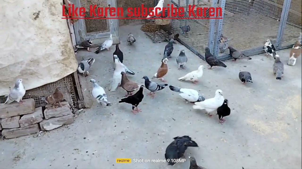 wallah Pigeon 💥इस वीडियो मैं क्या सही है क्या गलत है बताएं कमेंट में😭 बताएं#viral #youtube #pigeon