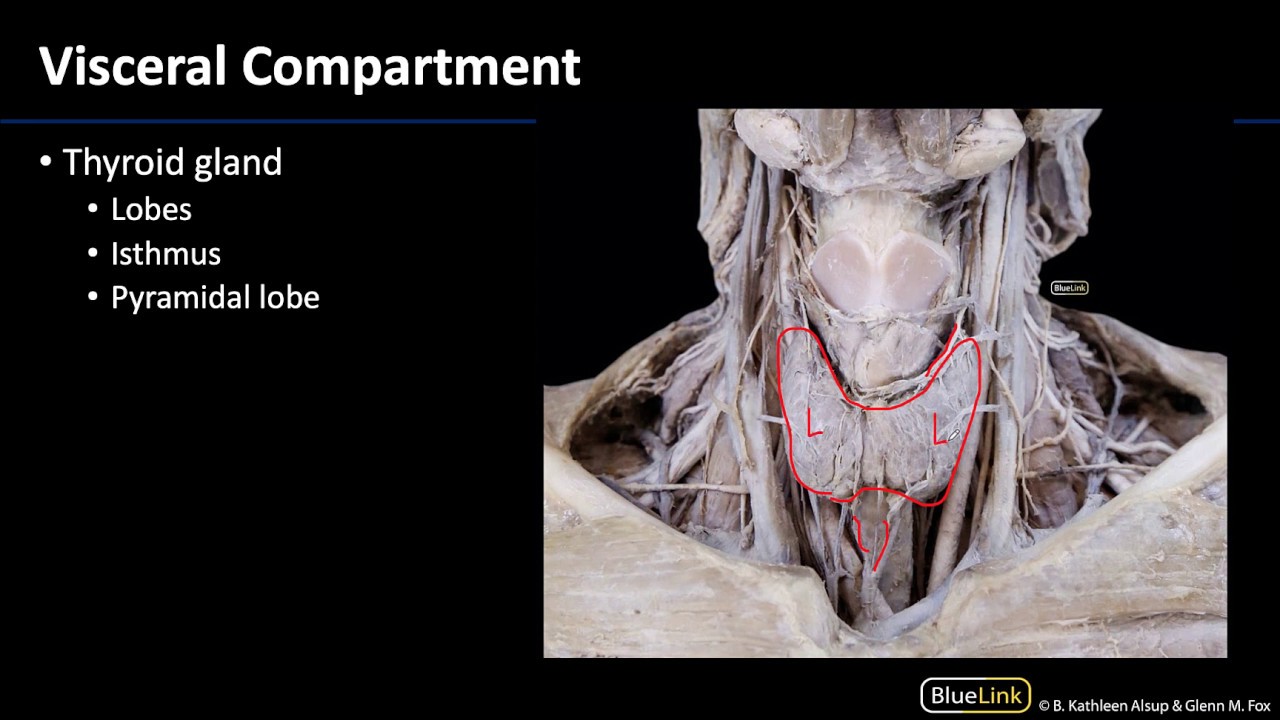 Anterior Neck - Visceral Compartment