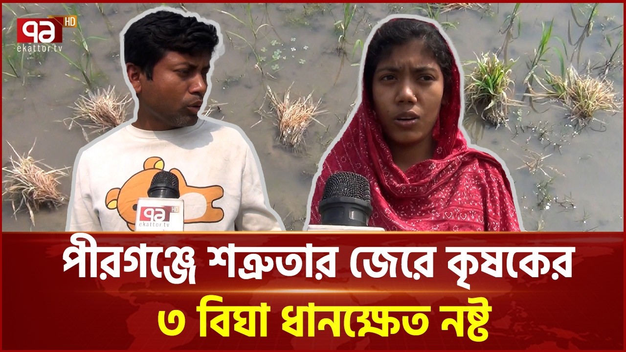 পীরগঞ্জে জমি বিরোধে কৃষকের ধান নষ্টের অভিযোগ | Pirganj | Ekattor TV