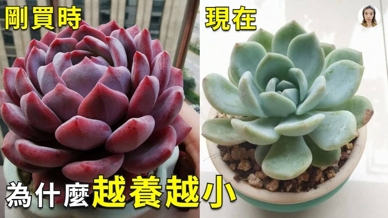 新手养多肉|多肉买回来越养越小，原因有4个，最后一个最容易误解，看完恍然大悟|succulents|花花世界