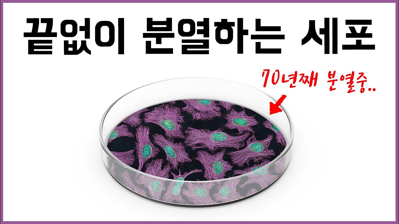 70년째 실험실에서 분열중인 인간의 세포 - 불멸의 세포주 HeLa