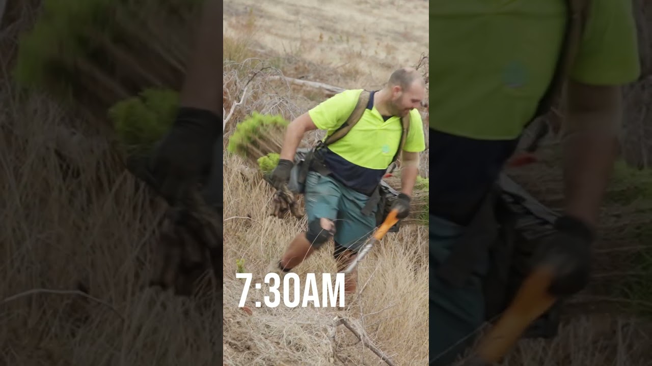 A day in the life of a tree planter in Australia