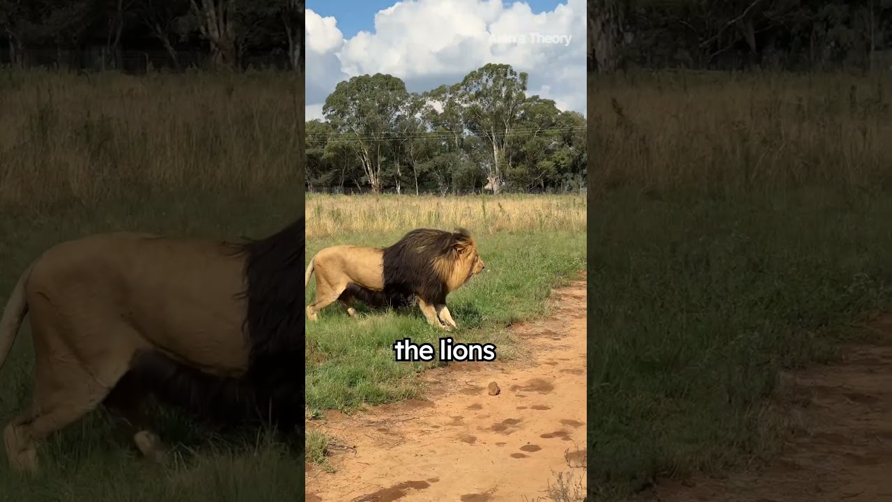 $40,000 for killing a lion in South Africa🦁 Should this be illegal?