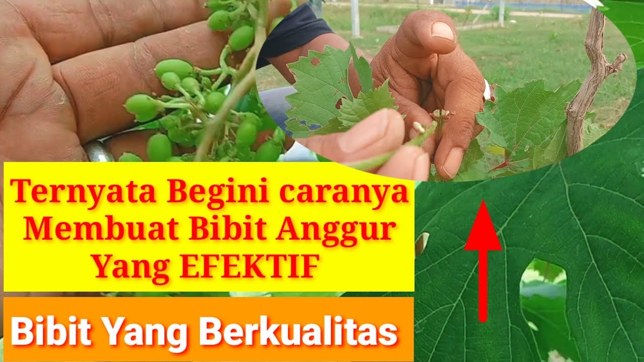 Baru Tau Ternyata Begini Cara Membuat Bibit Anggur Import Terbaik