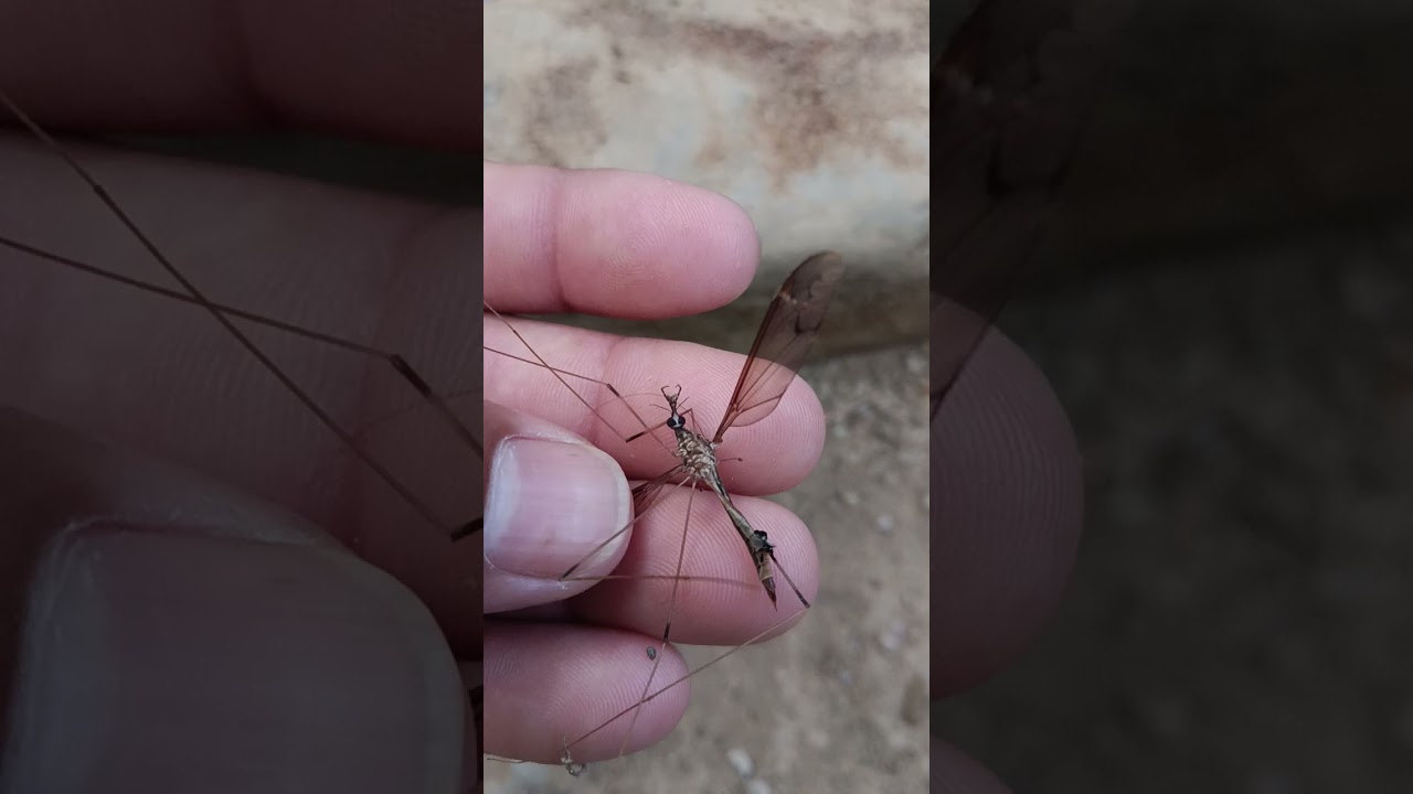 Dekho kitna bara machhar he