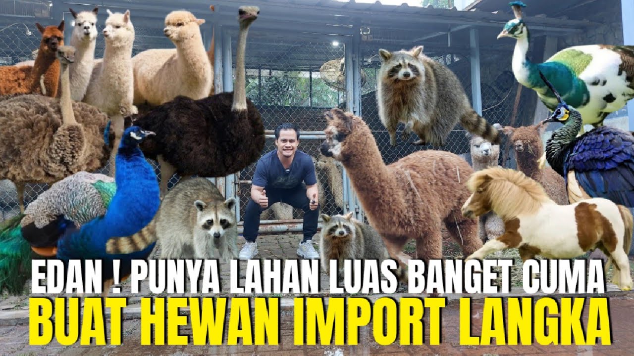 BENER² EDAN ! PUNYA LAHAN LUAS BANGET CUMA BUAT HEWAN IMPORT PALING LANGKA !