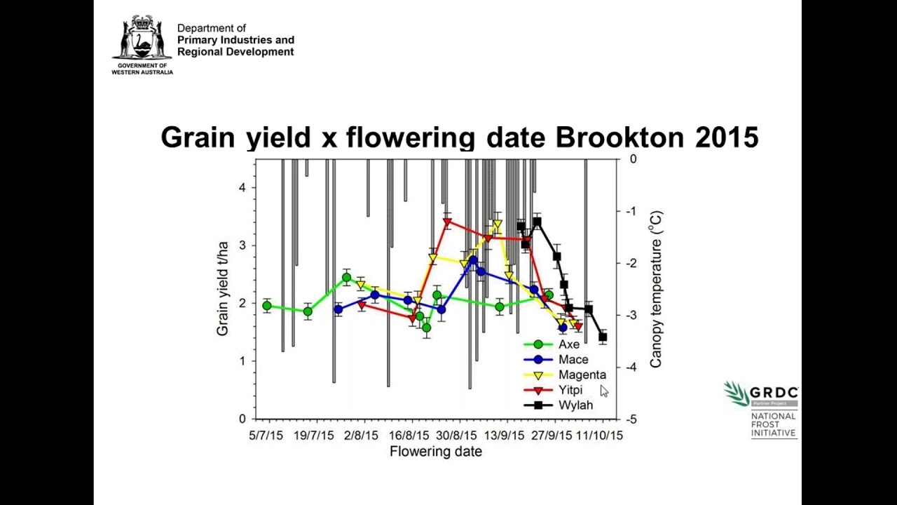 Optimising sowingtime in frost prone | Department of Primary Industries and Regional Development