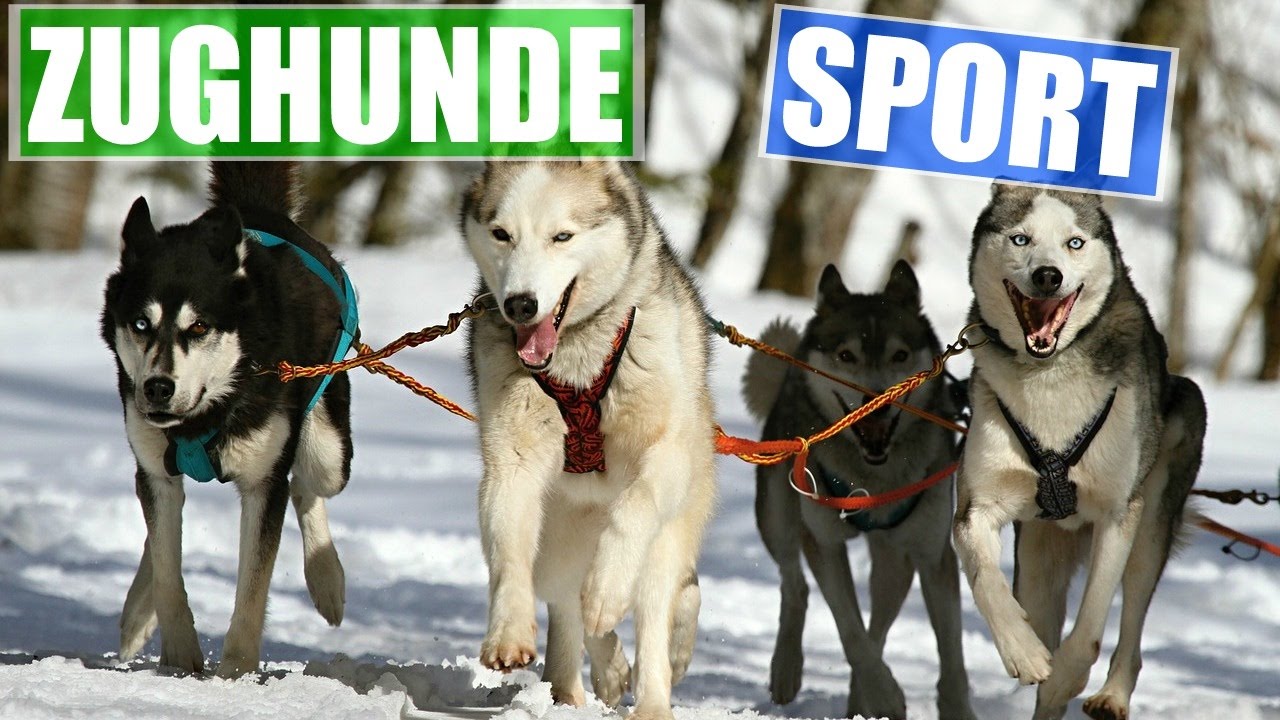 Zughundesport⎜Bikejöring (HUSKY Nanuk)