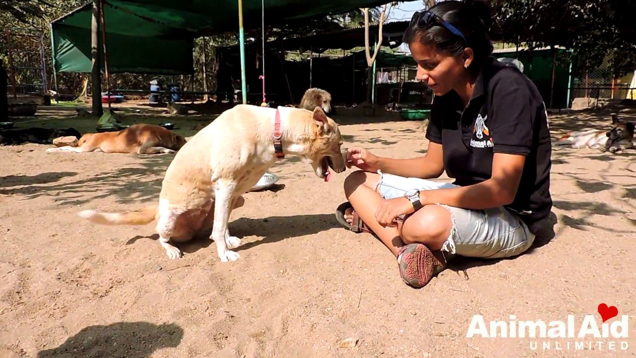Carts for disabled street dogs at Animal Aid Unlimited