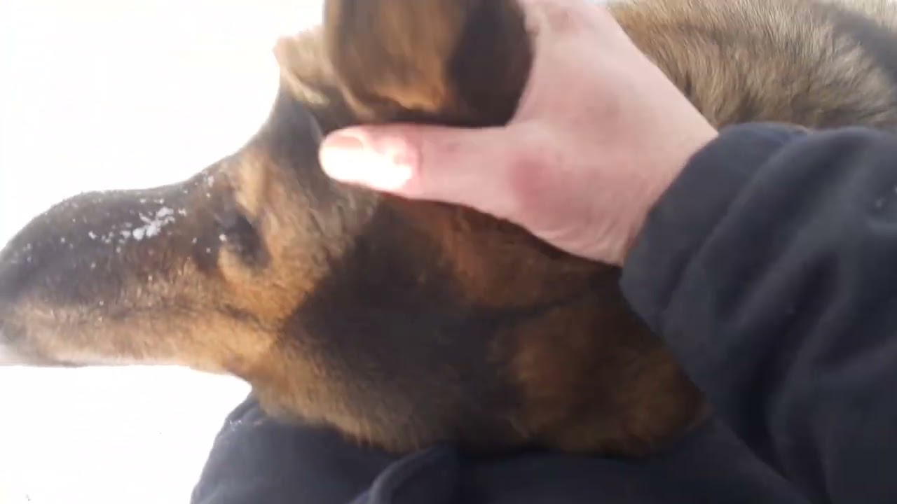 Прогулка с Бароном