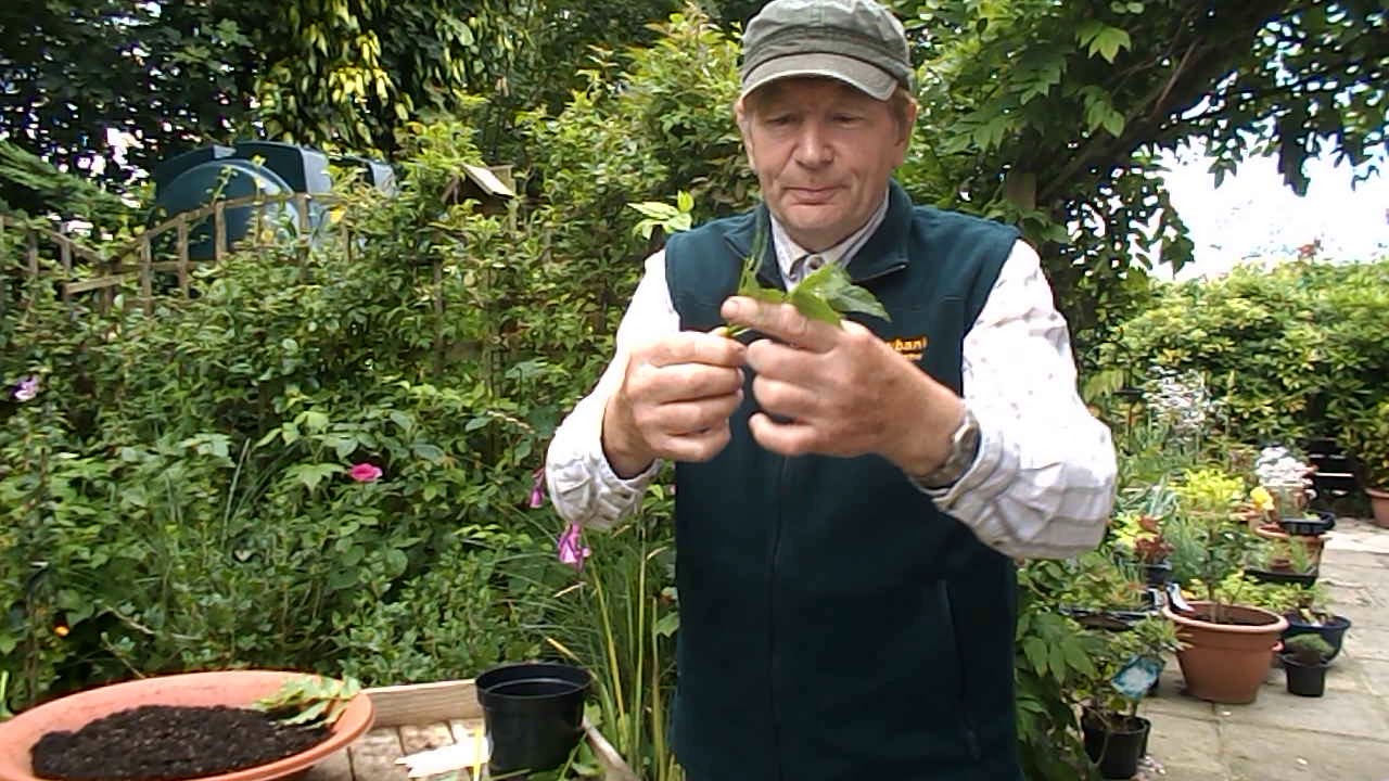 Propagating Wisteria from semi-ripe cuttings