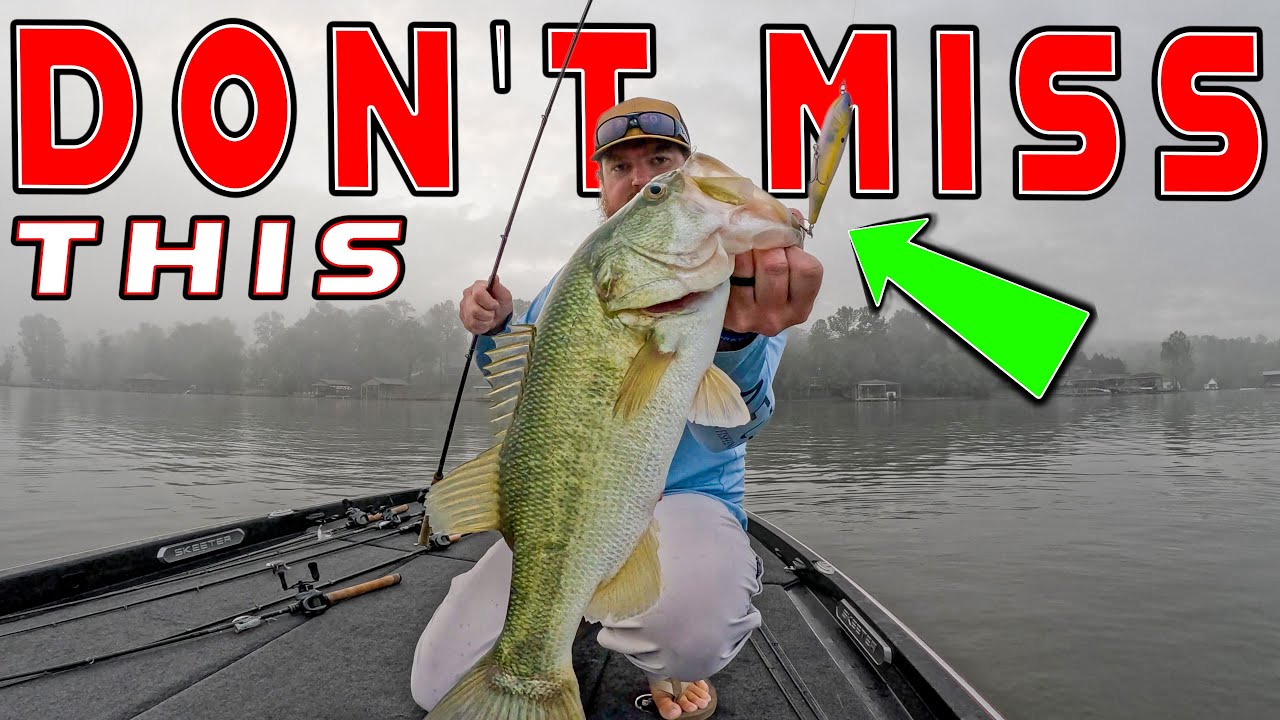 How To Catch Shallow Bass Right Now! (Shad Spawn Fishing)