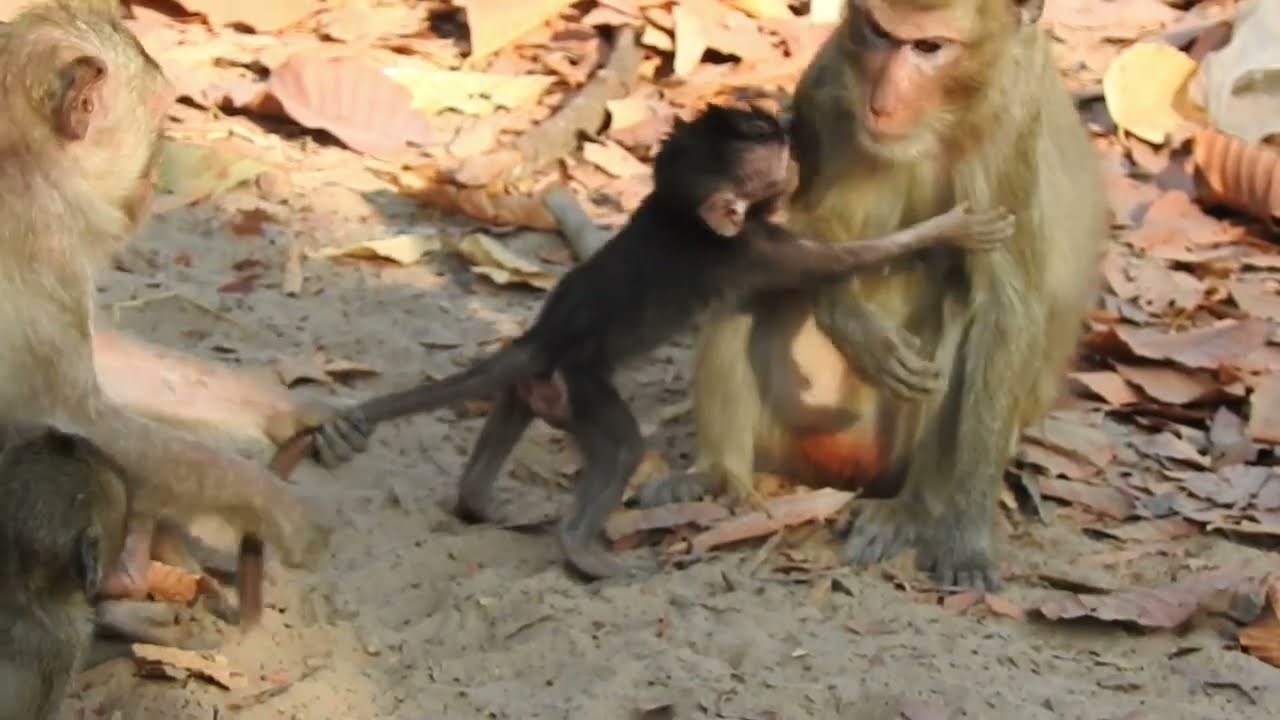 Baby monkey tries to catch baby monkey / Cute Macaque