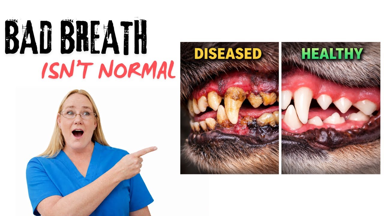 Signs Of Dental Disease In Pets | Bad Breath, Gum Disease & What To Do