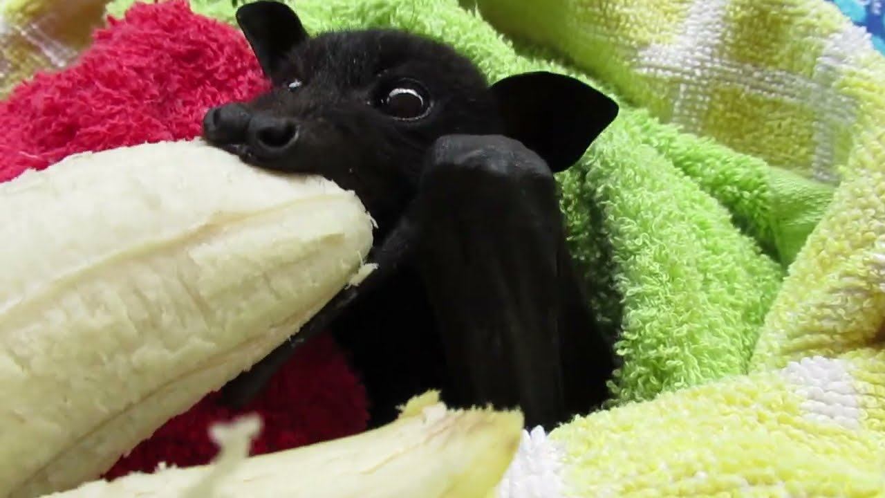 Frightened Jessie Rejects His Banana