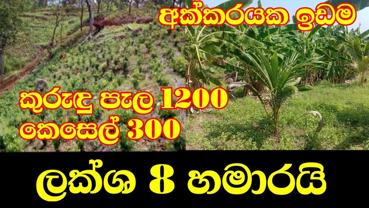 Land sale | property sale in sri lanka | niwasa | agriculture land for sale in sri lanka