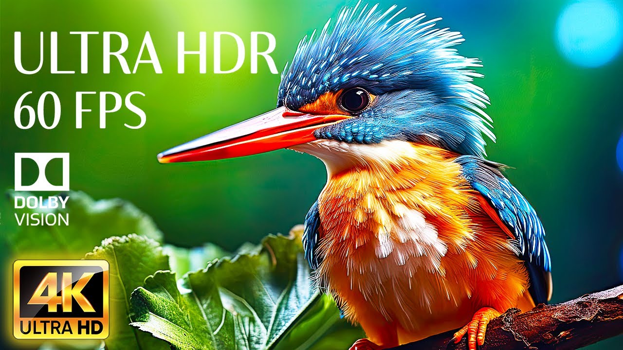 THE BEST COLLECTION ANIMALS 4K Videos 60fps - Relaxing Music With Dolby Vision (Colorful Dynamic)