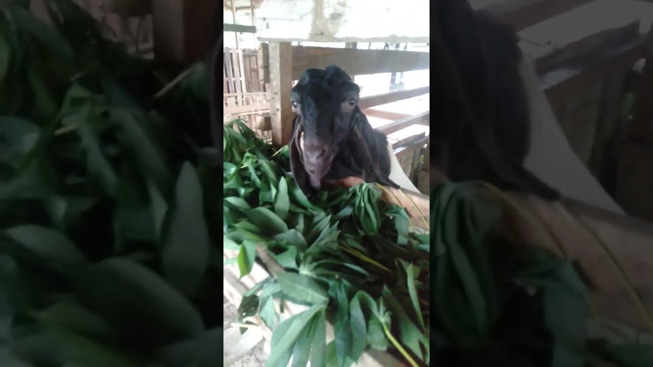 awal pemula pengebokan kambing rambonan