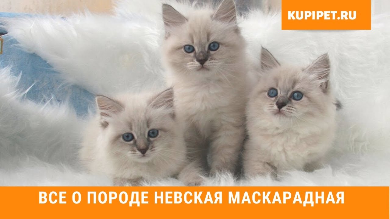 НЕВСКАЯ МАСКАРАДНАЯ ВСЕ О ПОРОДЕ. ИНТЕРЕСНЫЕ ФАКТЫ