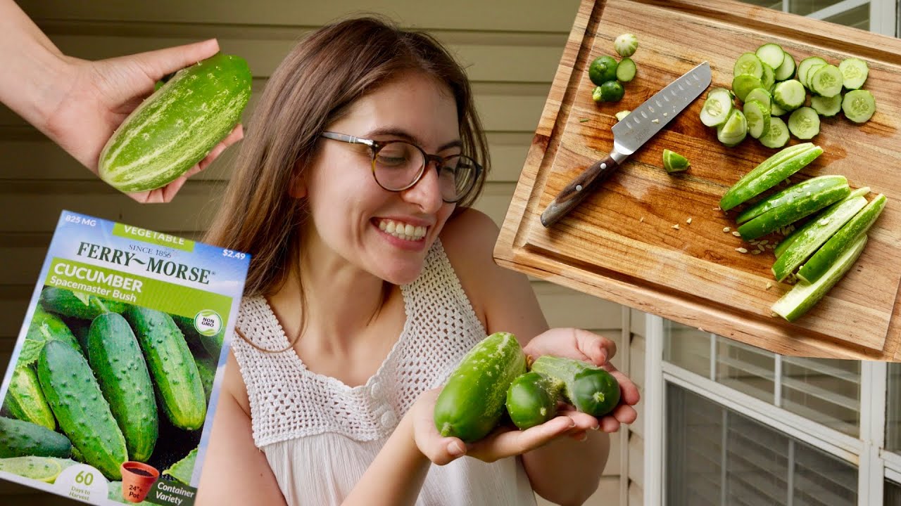from seed to supper: the life of a cucumber