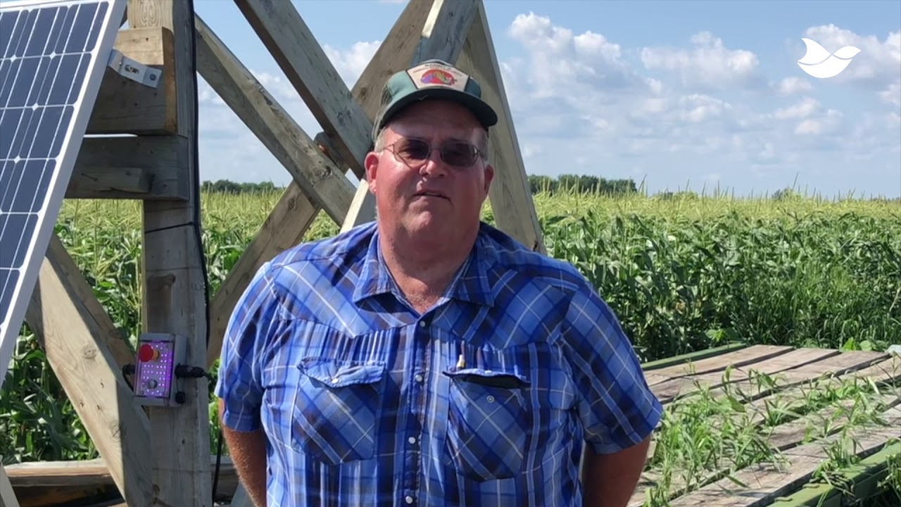 Sweet corn grower reduces losses by 70% with laser bird deterrent