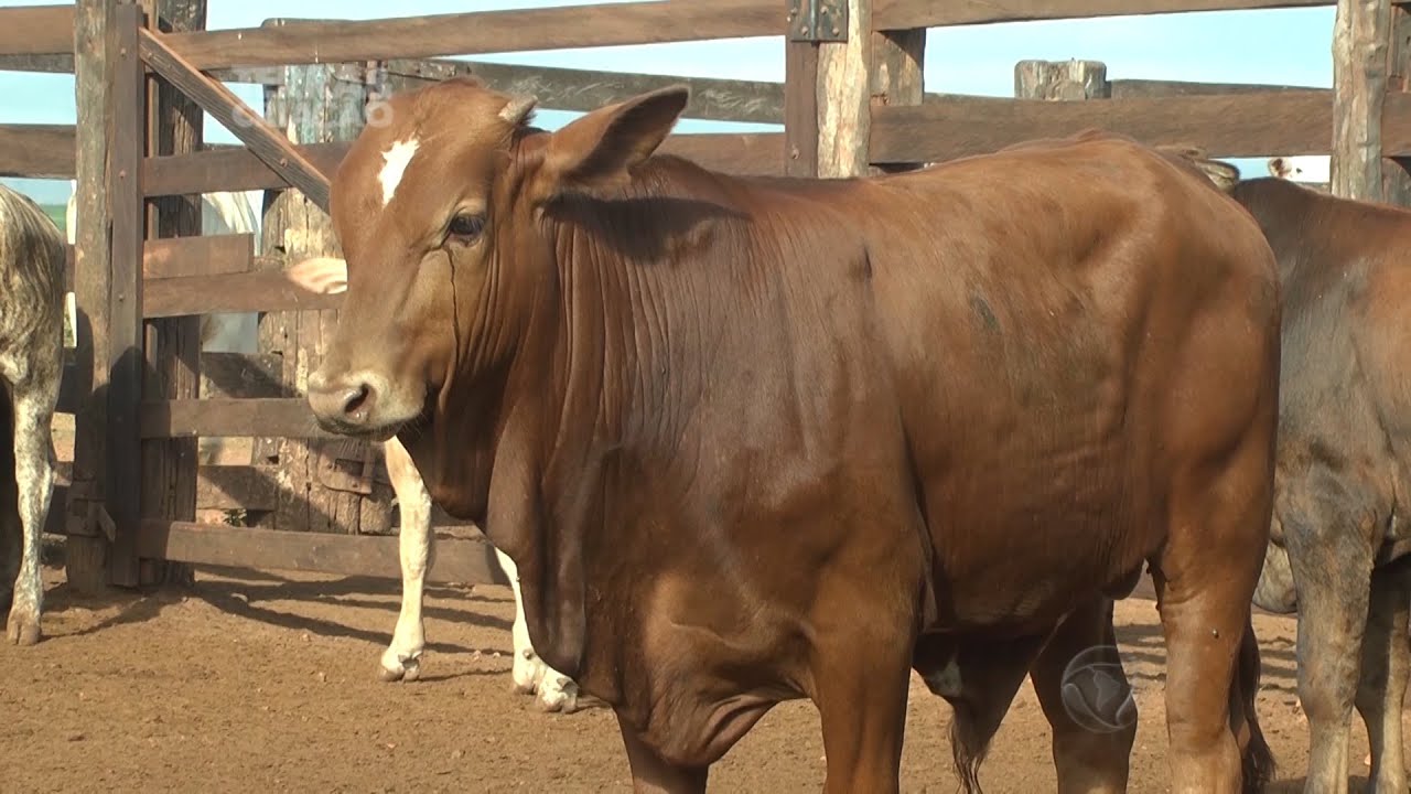 Missão portuguesa visita fazenda para conhecer criador de bovinos da raça Alentejana