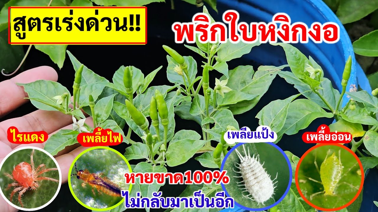 อึ้งเลย💥พริกใบหงิกใบงอ แก้ได้ด้วยสิ่งนี้ ทำแล้วใช้ได้เลย