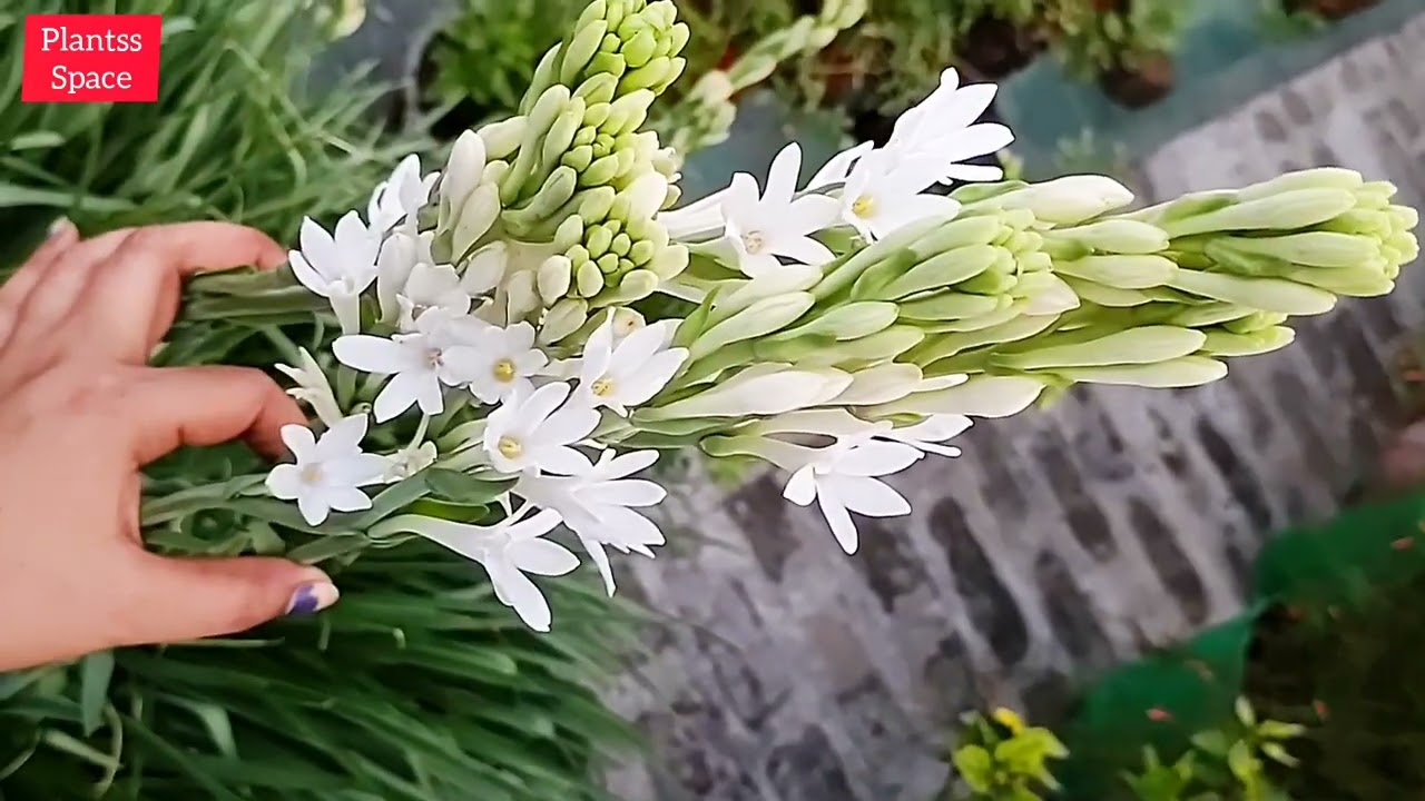 1442:- रजनीगंधा में इतने फूल एक साथ कैसे आ गए 😊🌷🌿